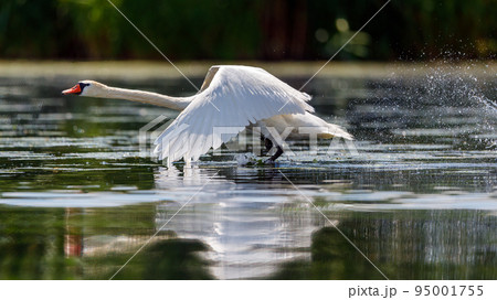 A white mute swan in the wilderness of the danube delta in romania 95001755