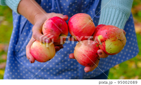 A woman picks apples in a bucket. Natural red apples on green grass background. A woman picks apples in a bucket. Natural red apples on green grass background. 95002089