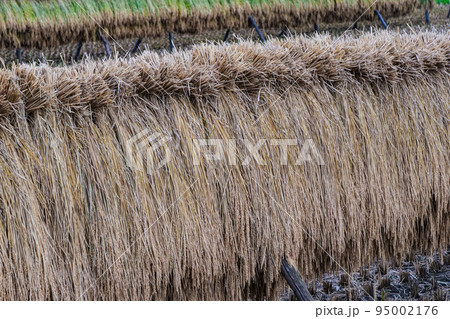 写真　秋晴れの一日稲刈りした稲を家族総出で長木に稲を掛けて天日干し 95002176