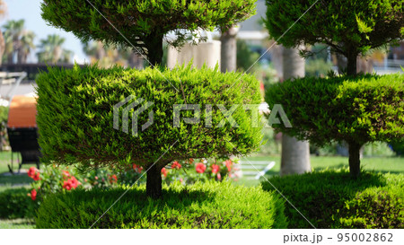 Trimmed thuja and landscape design element closeup 95002862