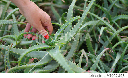 Woman hand tears off leaves of aloe vera from bush Woman hand tears off leaves of aloe vera from bush 95002863