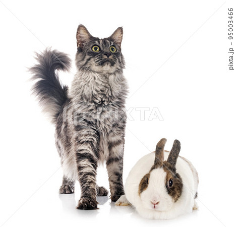 maine coon and rabbit maine coon and rabbit 95003466