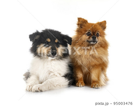 puppy Rough Collie and spitz 95003476