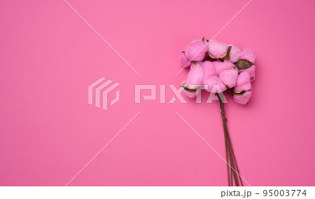 Pink cotton flower on a pink paper background, overhead. Minimalism flat lay composition Pink cotton flower on a pink paper background, overhead. Minimalism flat lay composition 95003774