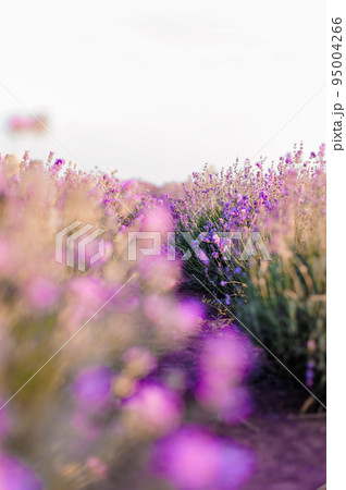 Lavender field. Purple flowers on the field. Provence Lavender field. Purple flowers on the field. Provence 95004266