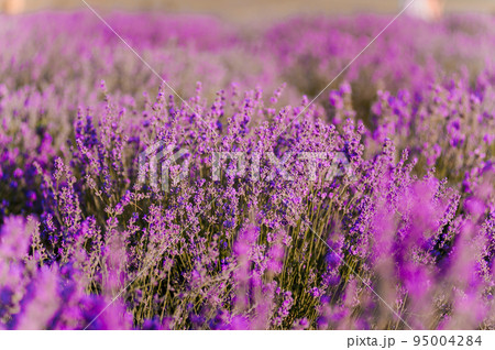 Lavender field. Purple flowers on the field. Provence 95004284