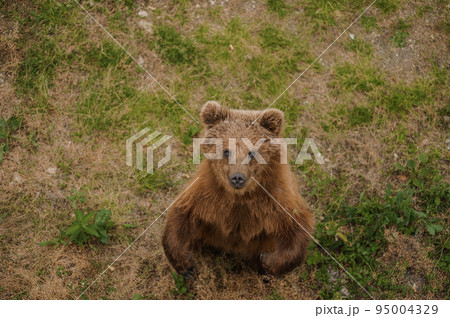 The bear stands on two legs. Brown bear in the forest 95004329