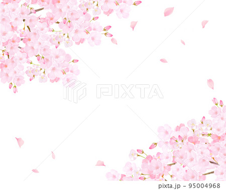 美しく華やかな満開の薄いピンク色の桜と花びら舞い上がる春の白バックフレームベクター素材イラスト 95004968