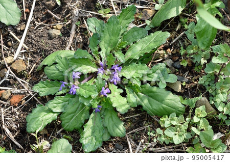 キランソウの花 95005417