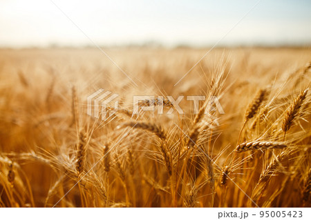 Amazing agriculture sunset landscape.Growth nature harvest. Wheat field natural product. 95005423