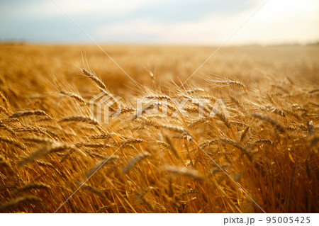 Amazing agriculture sunset landscape.Growth nature harvest. Wheat field natural product. 95005425