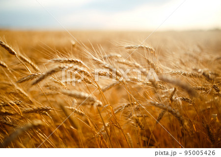 Amazing agriculture sunset landscape.Growth nature harvest. Wheat field natural product. Amazing agriculture sunset landscape.Growth nature harvest. Wheat field natural product. 95005426