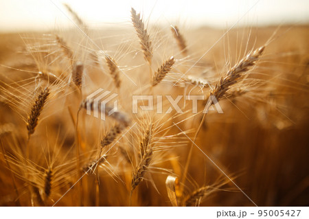 Amazing agriculture sunset landscape.Growth nature harvest. Wheat field natural product. 95005427