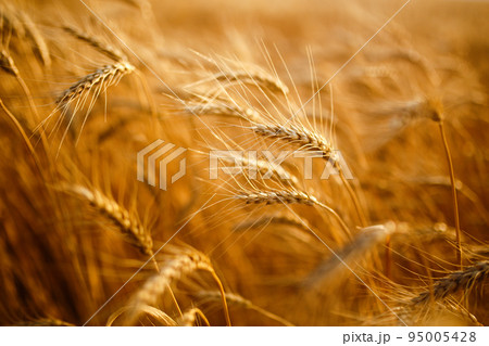 Amazing agriculture sunset landscape.Growth nature harvest. Wheat field natural product. Amazing agriculture sunset landscape.Growth nature harvest. Wheat field natural product. 95005428