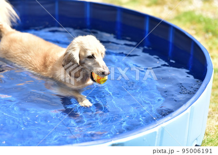 ダックスの水遊び ダックスの水遊び 95006191