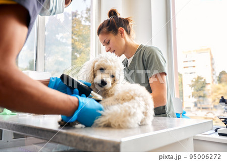 Veterinarian team preparing dog for surgery on operating table 95006272