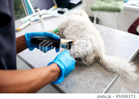 Veterinarian shaving a dog before treatment. doctor at the animal clinic with an anesthetized dog. Veterinarian shaving a dog before treatment. doctor at the animal clinic with an anesthetized dog. 95006273