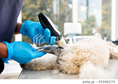 Veterinarian shaving a dog before treatment. doctor at the animal clinic with an anesthetized dog. 95006274