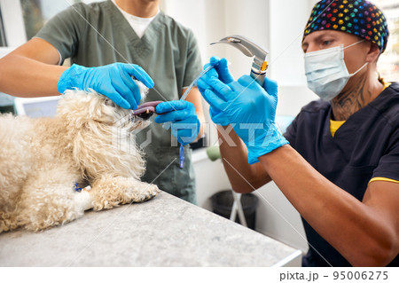 Veterinary and animal care. Doctor inserting Tracheal tube helping the dog. High quality photo Veterinary and animal care. Doctor inserting Tracheal tube helping the dog. High quality photo 95006275
