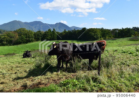 牛の放牧 月山高原牧場 山形県 牛の放牧 月山高原牧場 山形県 95006440