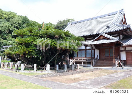 松屋寺の大ソテツ 松屋寺の大ソテツ 95006521