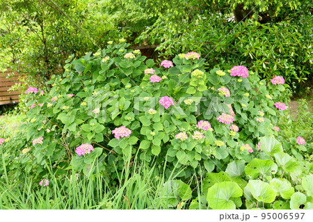 アジサイの花 アジサイの花 95006597