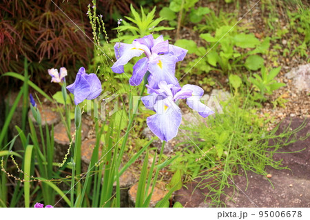 ハナショウブの花 95006678