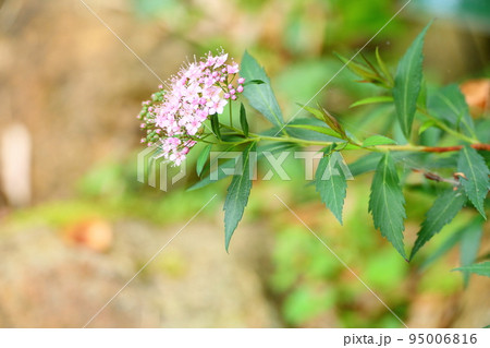 ドロシモツケの花 ドロシモツケの花 95006816
