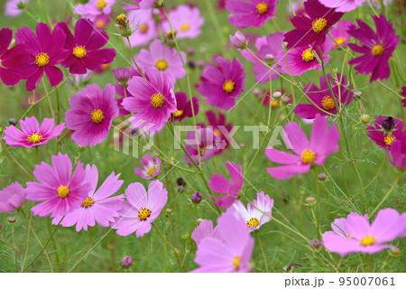 秋桜 秋桜 95007061