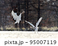 タンチョウのダンス（北海道・鶴居） 95007119
