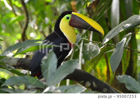 ニショクキムネオオハシ ニショクキムネオオハシ 95007253