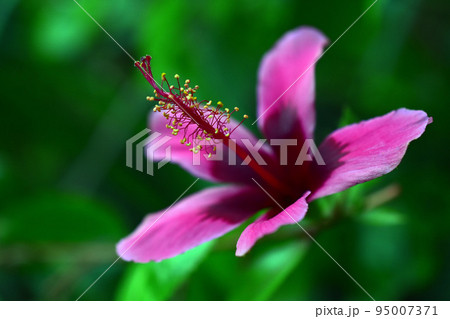 温室のハイビスカス（ブッソウゲ） 95007371