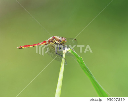 ススキリ葉で一休みするアキアカネ 95007859