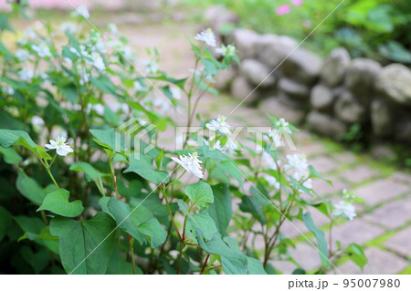 八重咲ドクダミの花 八重咲ドクダミの花 95007980