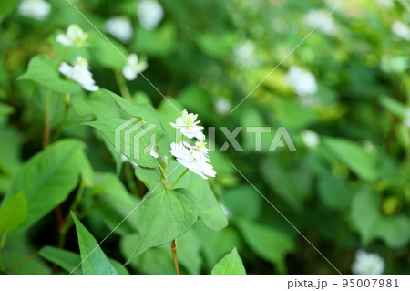 八重咲ドクダミの花 95007981