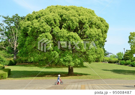 柏の葉公園の大きな木と子供 柏の葉公園の大きな木と子供 95008487