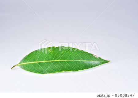 シラカシの葉(秋、九月) シラカシの葉(秋、九月) 95008547