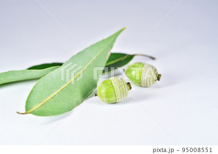 シラカシの葉と実（秋、九月） 95008551