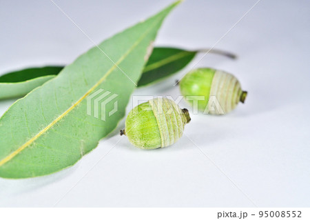 シラカシの葉と実（秋、九月） 95008552