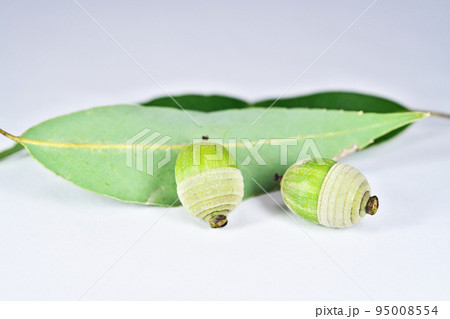 シラカシの葉と実(秋、九月) シラカシの葉と実(秋、九月) 95008554