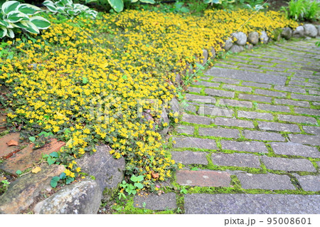 リシマキアの花　ミッドナイトサン 95008601