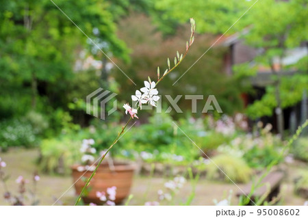 ガウラの花 95008602