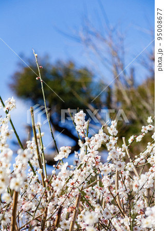 藤川天神の白梅 藤川天神の白梅 95008677