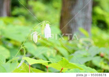 ホタルブクロの花 ホタルブクロの花 95008678
