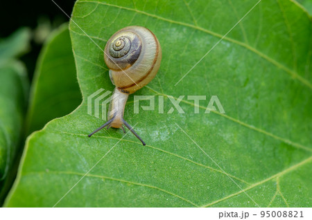 草の上を這うカタツムリ（オナジマイマイ） 95008821