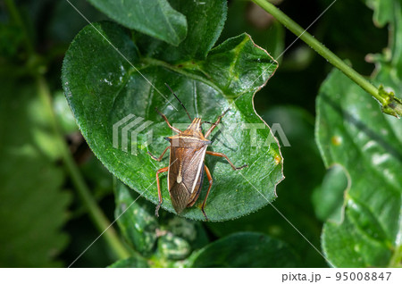 シロヘリクチブトカメムシ 95008847