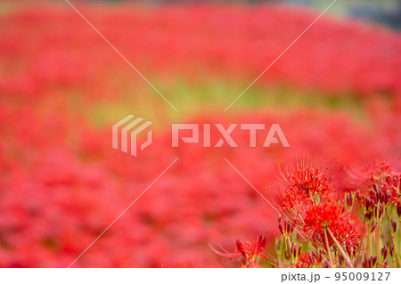 愛知県半田市 童話ごんぎつねの里として知られる矢勝川沿いの彼岸花の群生地 愛知県半田市 童話ごんぎつねの里として知られる矢勝川沿いの彼岸花の群生地 95009127