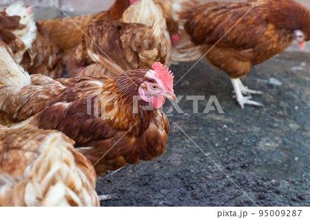 Hens in the chicken farm. Organic poultry house. 95009287