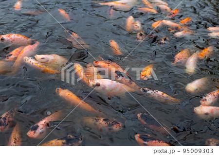Red tilapia fish in the pond 95009303