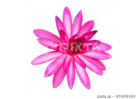 Beautiful blooming Nymphaea lotus flower 95009304